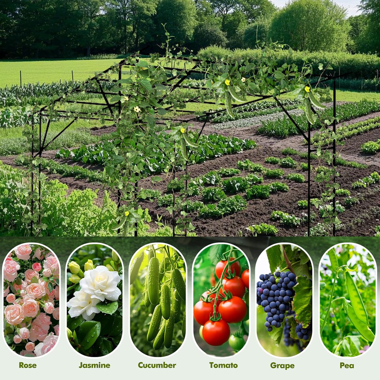 BUKLIYN Grape Trellis - Size: 118 * 78.5 * 90.5 inches - Large Outdoor Garden Arch Trellis, Used for Outdoor Climbing of Plants, Courtyard and Garden Decoration of Pavilions (Black)